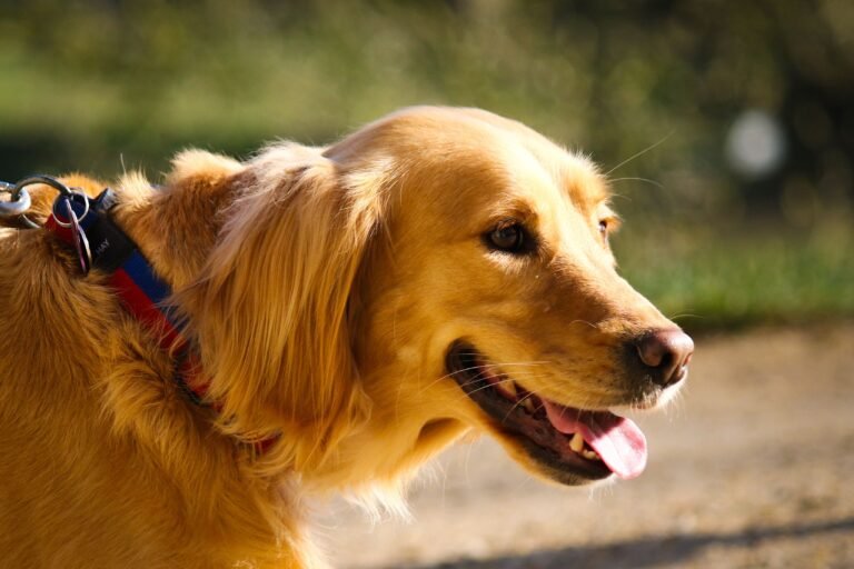 How Pet Microchipping Works and Why Every Pet Needs One