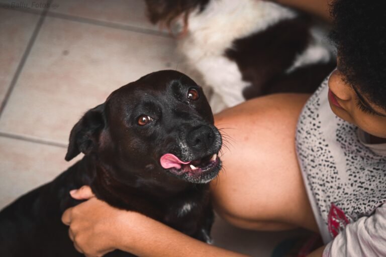The Benefits of Regular Pet Checkups and Wellness Exams