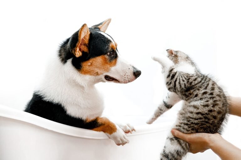 How to Keep Your Pet at a Healthy Weight