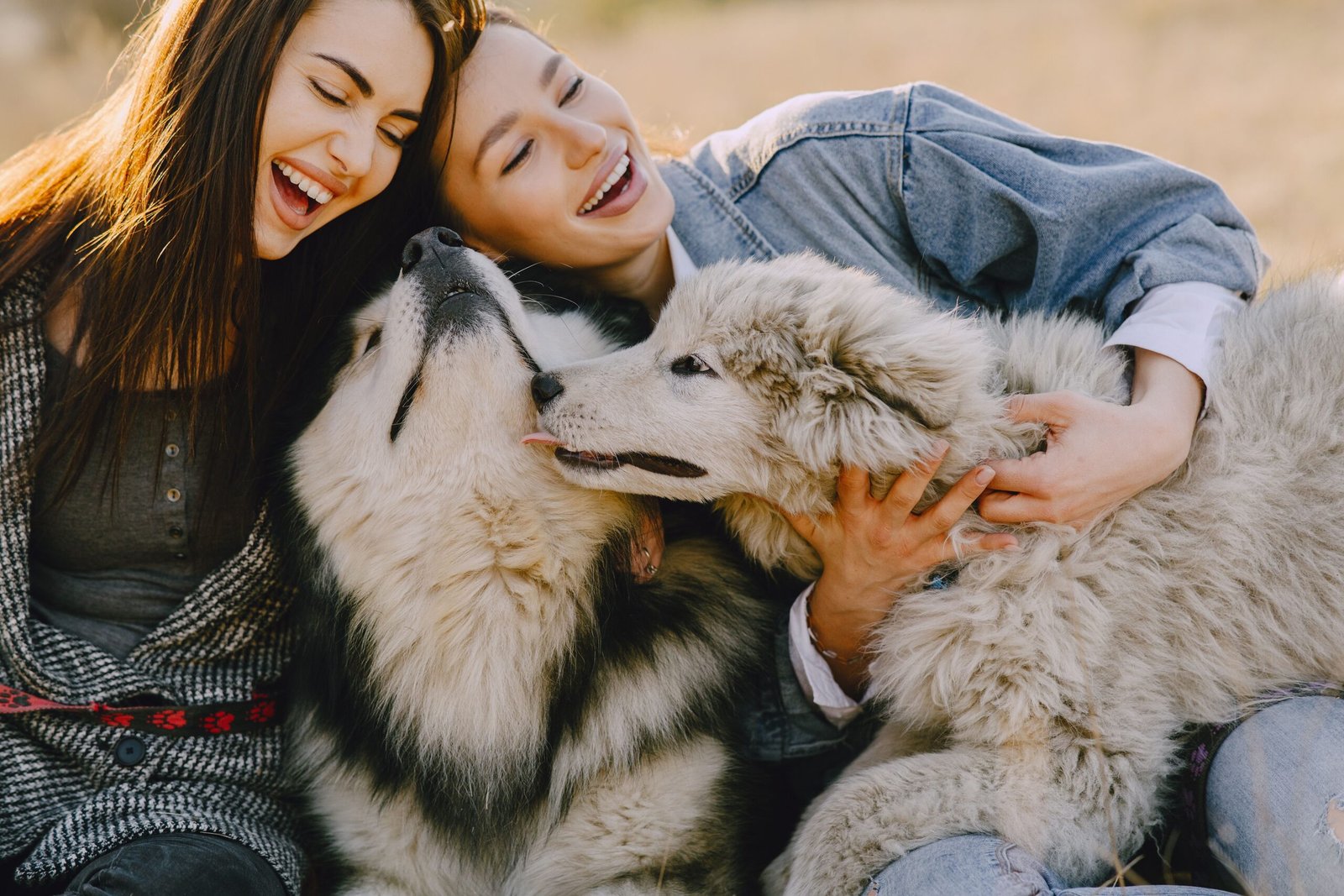 How to Choose Pet Insurance Plan