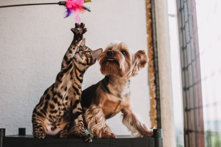 Dog Skin Conditions and How to Treat Them
