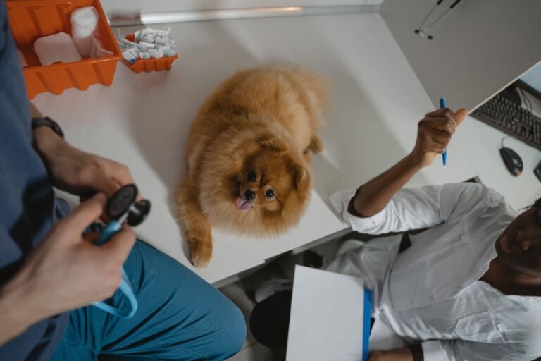 pet dental health