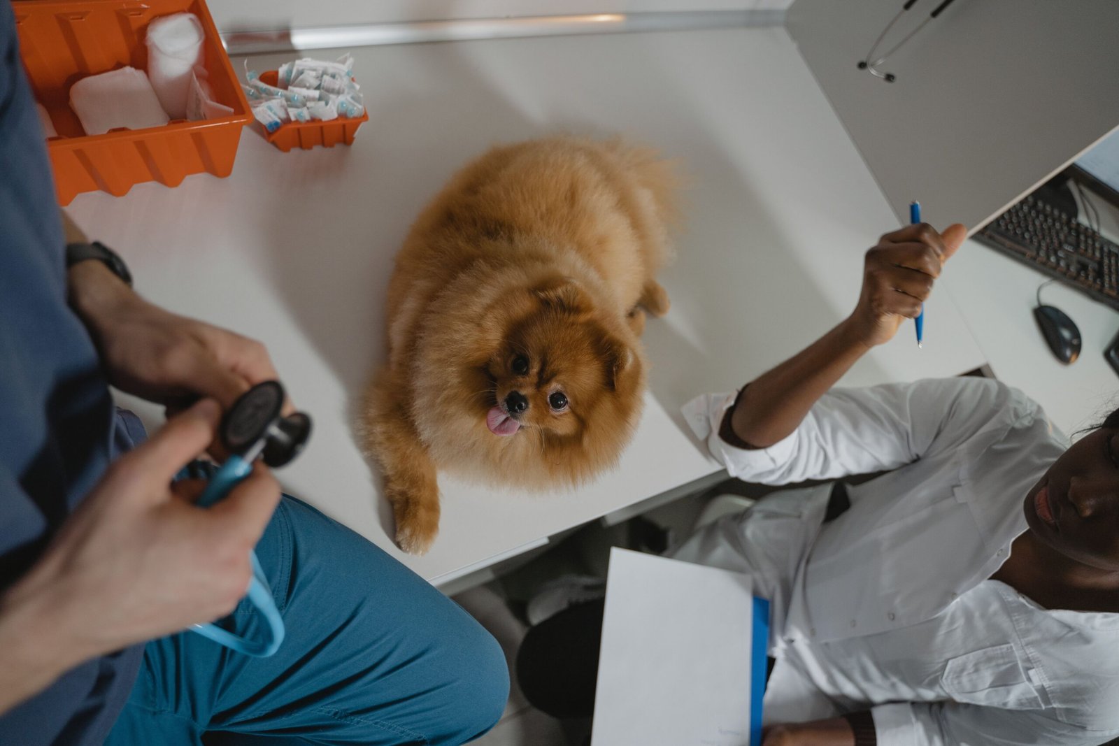 pet dental health